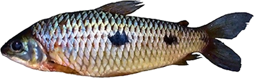 piau