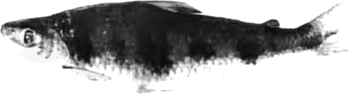 pitingai