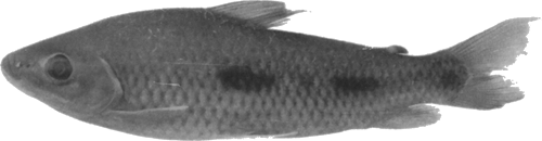 punctatus