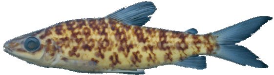 reticulatus