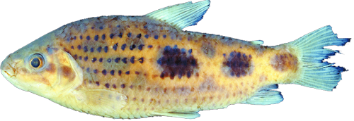 santosi