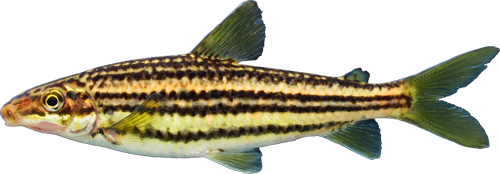 sexstriatus