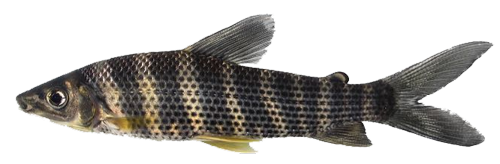 sp_aff_lineatus