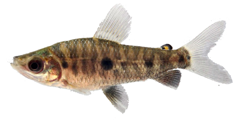 spilopleura