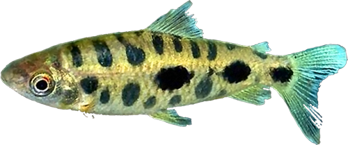 steyermarki