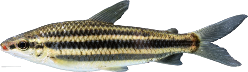 striatus