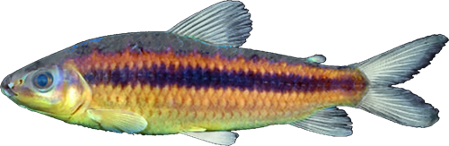 taeniatus