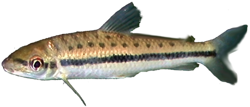 taeniofasciatus
