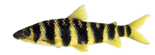 tigrinus