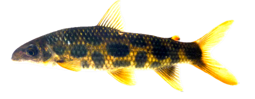torrenticola