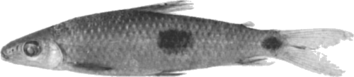 trimaculatus