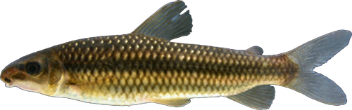 tristriatus