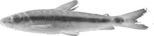 vanzoi