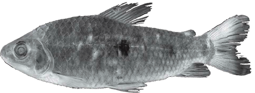 venerei