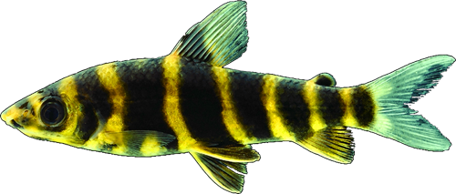 villasboasorum
