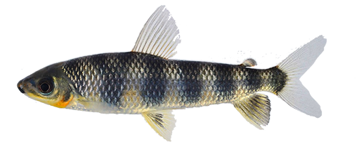 y-ophorus