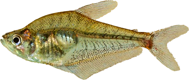 stenopterus