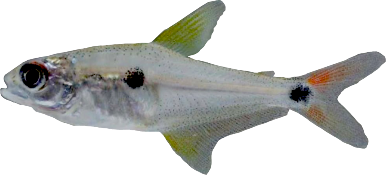 yari