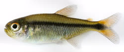 04-1-Copr_2022-Fernando_Dagosta-preserved_Paratype_Female-MZUSP_118302t.jpg
