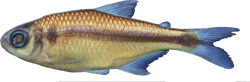 00-0-Copr_2022-Angela_Zanata-Holotype_MZUSP_121062t.png