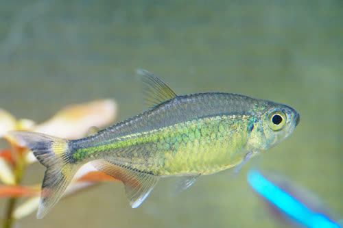 marginatus