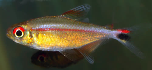 rubrostriatus