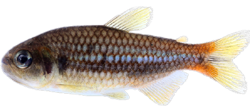 skolioplatus