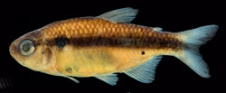 01-0-Copr_2022-Fernando_Dagosta_Holotype_MZUSP-125904t.jpg