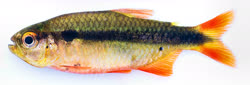 01-1-Copr_2022-Fernando_Dagosta_Holotype_MZUSP-125904t.jpg