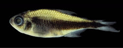 03-0-Copr_2017-Donald_Taphorn-Holotype_UARC-IC_539t.jpg