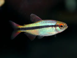 01-0-Copr_2025-Ming_Long.jpg 01-0-Copr_2025-Ming_Longt.jpg