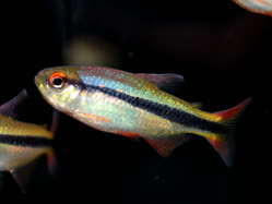 03-0-Copr_2025-Ming_Long.jpg 03-0-Copr_2025-Ming_Longt.jpg