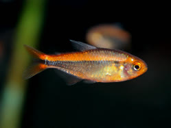 00-0-Copr_2025-Ming_Long.jpg 00-0-Copr_2025-Ming_Longt.jpg