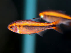 01-0-Copr_2025-Ming_Long.jpg 01-0-Copr_2025-Ming_Longt.jpg