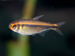 02-0-Copr_2025-Ming_Long.jpg 02-0-Copr_2025-Ming_Longt.jpg