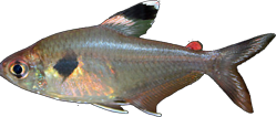 00-0-Copr_2025-Ming_Wongt.png