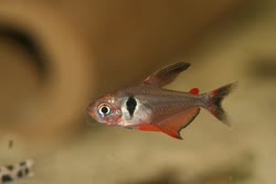00-0-Copr_2020-Aquatic_Clarityt.jpg