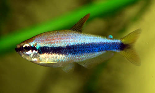 Inpaichthys