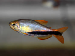 00-0-Copr_2025-Aquatic_Transformt.jpg