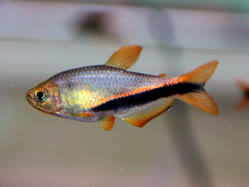 02-0-Copr_2025-Aquatic_Transformt.jpg