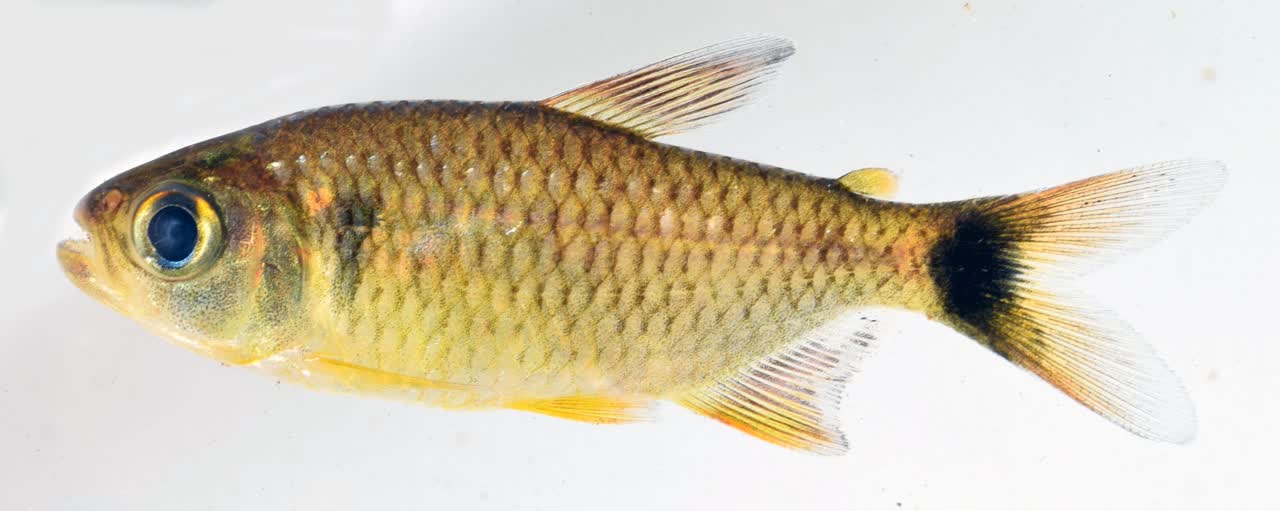 andrica