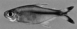 00-0-Copr_2004-Ricardo_Benin-Holotype_MZUSP-79805t.jpg