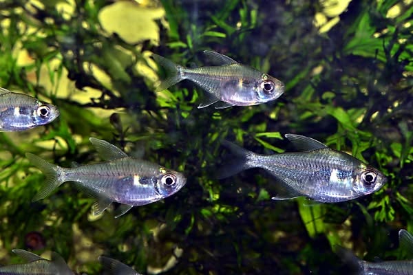 melanogramma