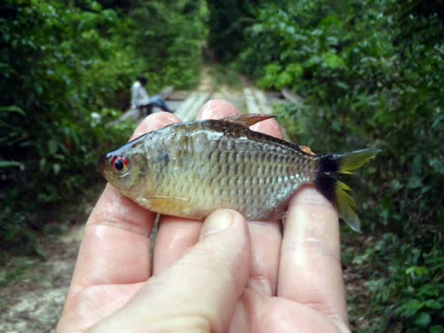 Moenkhausia oligolepis