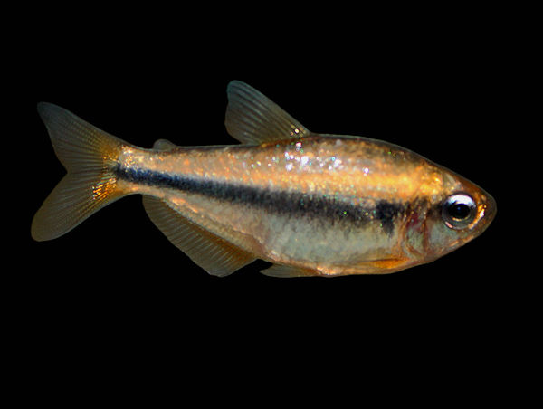 sp_apricot_yellow_platinum