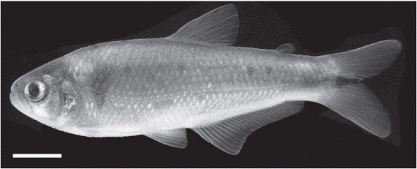 sierraensis
