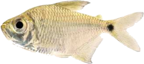 anostomus