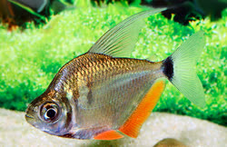 00-0-Copr_Aquarium_Glasert.jpg