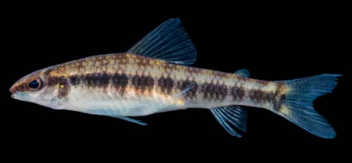 etheostoma