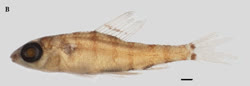 00-0-Copr-2020-Rodriguez-Paratype_USNM_270149t.jpg